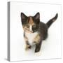Tortoiseshell Kitten, Sitting and Looking Up-Mark Taylor-Stretched Canvas