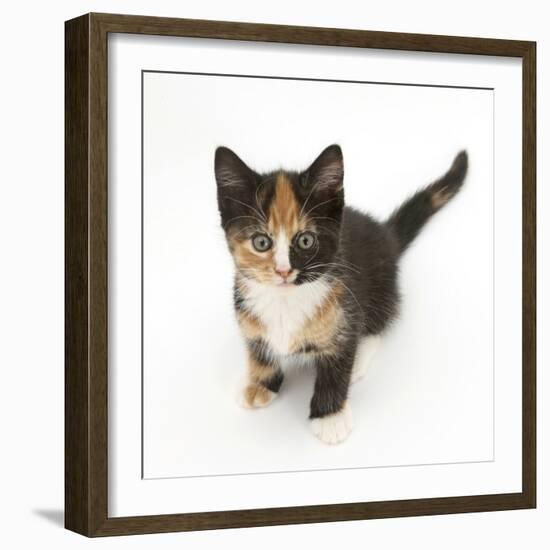 Tortoiseshell Kitten, Sitting and Looking Up-Mark Taylor-Framed Photographic Print