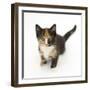 Tortoiseshell Kitten, Sitting and Looking Up-Mark Taylor-Framed Photographic Print