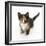 Tortoiseshell Kitten, Sitting and Looking Up-Mark Taylor-Framed Photographic Print