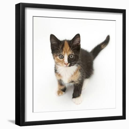 Tortoiseshell Kitten, Sitting and Looking Up-Mark Taylor-Framed Photographic Print