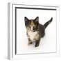 Tortoiseshell Kitten, Sitting and Looking Up-Mark Taylor-Framed Photographic Print