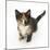 Tortoiseshell Kitten, Sitting and Looking Up-Mark Taylor-Mounted Photographic Print