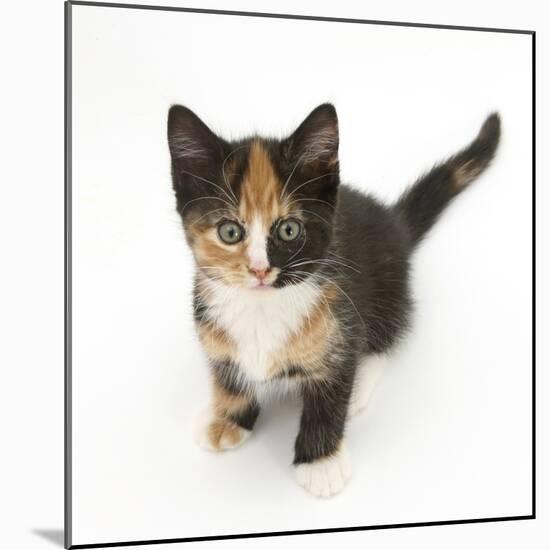 Tortoiseshell Kitten, Sitting and Looking Up-Mark Taylor-Mounted Photographic Print