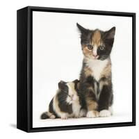 Tortoiseshell Kitten with Baby Tortoiseshell Guinea Pig-Mark Taylor-Framed Stretched Canvas