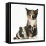 Tortoiseshell Kitten with Baby Tortoiseshell Guinea Pig-Mark Taylor-Framed Stretched Canvas