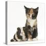 Tortoiseshell Kitten with Baby Tortoiseshell Guinea Pig-Mark Taylor-Stretched Canvas