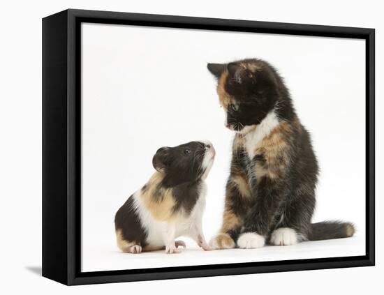 Tortoiseshell Kitten with Baby Tortoiseshell Guinea Pig-Mark Taylor-Framed Stretched Canvas