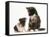 Tortoiseshell Kitten with Baby Tortoiseshell Guinea Pig-Mark Taylor-Framed Stretched Canvas