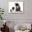 Tortoiseshell Kitten with Baby Tortoiseshell Guinea Pig-Mark Taylor-Stretched Canvas displayed on a wall