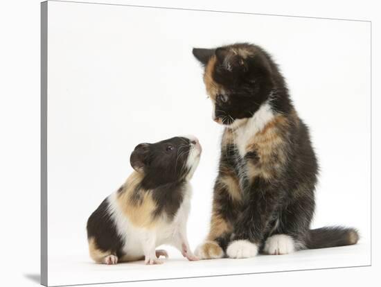 Tortoiseshell Kitten with Baby Tortoiseshell Guinea Pig-Mark Taylor-Stretched Canvas