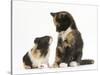 Tortoiseshell Kitten with Baby Tortoiseshell Guinea Pig-Mark Taylor-Stretched Canvas