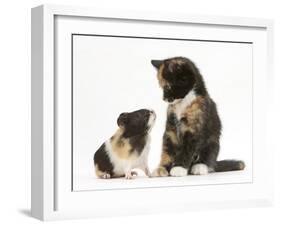 Tortoiseshell Kitten with Baby Tortoiseshell Guinea Pig-Mark Taylor-Framed Premium Photographic Print