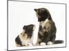 Tortoiseshell Kitten with Baby Tortoiseshell Guinea Pig-Mark Taylor-Mounted Premium Photographic Print