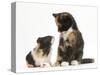 Tortoiseshell Kitten with Baby Tortoiseshell Guinea Pig-Mark Taylor-Stretched Canvas