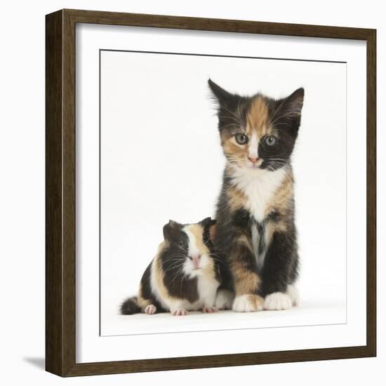 Tortoiseshell Kitten with Baby Tortoiseshell Guinea Pig-Mark Taylor-Framed Photographic Print