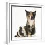 Tortoiseshell Kitten with Baby Tortoiseshell Guinea Pig-Mark Taylor-Framed Photographic Print