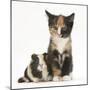 Tortoiseshell Kitten with Baby Tortoiseshell Guinea Pig-Mark Taylor-Mounted Photographic Print