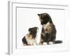 Tortoiseshell Kitten with Baby Tortoiseshell Guinea Pig-Mark Taylor-Framed Photographic Print