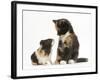 Tortoiseshell Kitten with Baby Tortoiseshell Guinea Pig-Mark Taylor-Framed Photographic Print