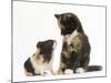 Tortoiseshell Kitten with Baby Tortoiseshell Guinea Pig-Mark Taylor-Mounted Photographic Print