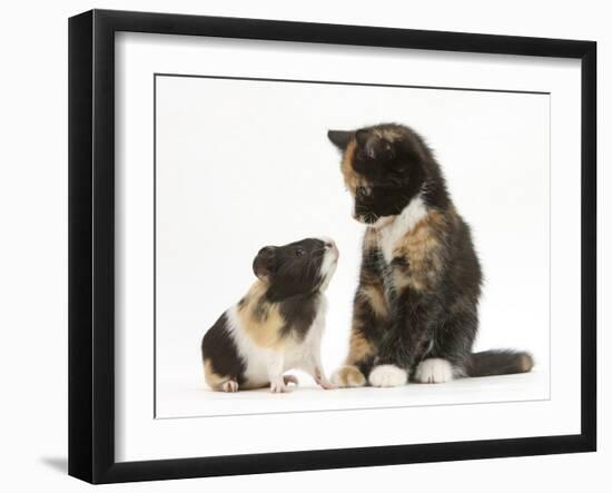 Tortoiseshell Kitten with Baby Tortoiseshell Guinea Pig-Mark Taylor-Framed Photographic Print