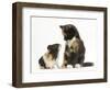 Tortoiseshell Kitten with Baby Tortoiseshell Guinea Pig-Mark Taylor-Framed Photographic Print