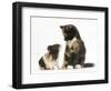 Tortoiseshell Kitten with Baby Tortoiseshell Guinea Pig-Mark Taylor-Framed Photographic Print