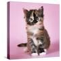 Tortoiseshell Maine Coon Cat Kitten-null-Stretched Canvas