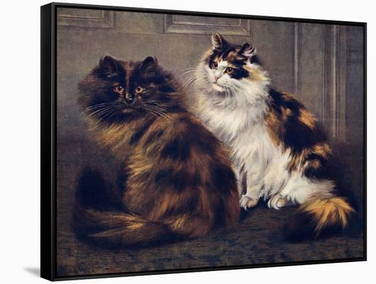 Tortoiseshell Persians-W. Luker-Framed Stretched Canvas