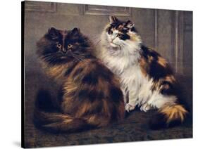 Tortoiseshell Persians-W. Luker-Stretched Canvas