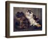 Tortoiseshell Persians-W. Luker-Framed Photographic Print