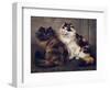 Tortoiseshell Persians-W. Luker-Framed Photographic Print