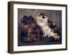 Tortoiseshell Persians-W. Luker-Framed Photographic Print