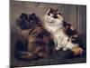 Tortoiseshell Persians-W. Luker-Mounted Photographic Print