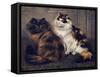 Tortoiseshell Persians-W. Luker-Framed Stretched Canvas