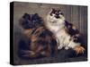 Tortoiseshell Persians-W. Luker-Stretched Canvas