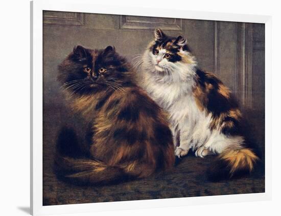 Tortoiseshell Persians-W. Luker-Framed Premium Photographic Print