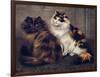 Tortoiseshell Persians-W. Luker-Framed Premium Photographic Print