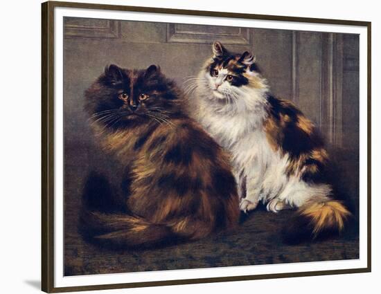 Tortoiseshell Persians-W. Luker-Framed Premium Photographic Print