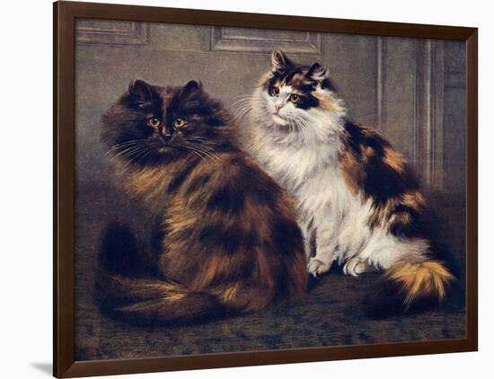 Tortoiseshell Persians-W. Luker-Framed Photographic Print