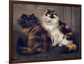 Tortoiseshell Persians-W. Luker-Framed Photographic Print