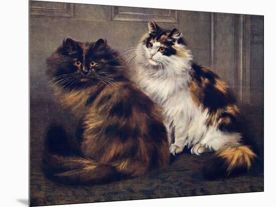 Tortoiseshell Persians-W. Luker-Mounted Photographic Print