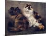 Tortoiseshell Persians-W. Luker-Mounted Photographic Print