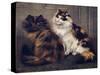 Tortoiseshell Persians-W. Luker-Stretched Canvas