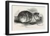 Tortoiseshell Tom Cat-null-Framed Giclee Print