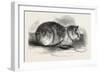 Tortoiseshell Tom Cat-null-Framed Giclee Print