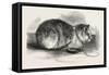 Tortoiseshell Tom Cat-null-Framed Stretched Canvas