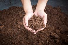 Peat Moss Soil on Hand Woman-tortoon-Photographic Print