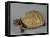 Tortue-null-Framed Stretched Canvas